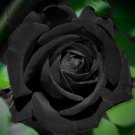 mix Rose 4 Types of Blue Black Purple Blue Rose Flowers 50 T3 SEEDS