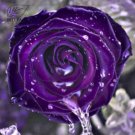 mix Rose 4 Types of Blue Black Purple Blue Rose Flowers 50 T4 SEEDS