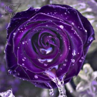 mix Rose 4 Types of Blue Black Purple Blue Rose Flowers 50 T4 SEEDS