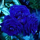 mix Rose 4 Types of Blue Black Purple Blue Rose Flowers 50 T5 SEEDS
