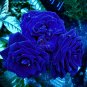 mix Rose 4 Types of Blue Black Purple Blue Rose Flowers 50 T5 SEEDS
