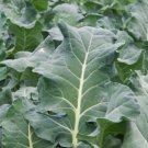500 Collards Vates Delicious Green Great for Salads Fry  SEEDS