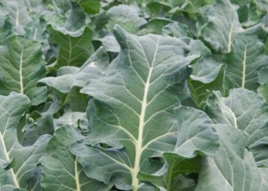 500 Collards Vates Delicious Green Great for Salads Fry  SEEDS