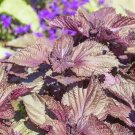 Shiso 700 Purple Perilla Red Mint Aromatic frilled leaves Salad SEEDS