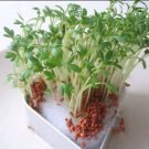 Curly Cress 400 peppergrass wort Halim Aliv SEEDS