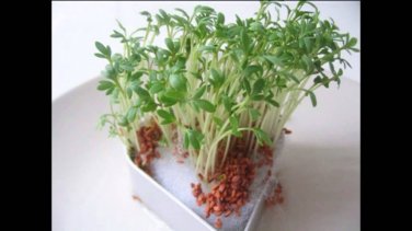 Curly Cress 400 peppergrass wort Halim Aliv SEEDS
