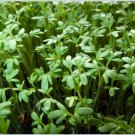 Curly Cress 800 peppergrass wort Halim Aliv SEEDS