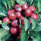 Joe's Round Hot pepper 20 Very productive! clusters! Rare Salsa SEEDS