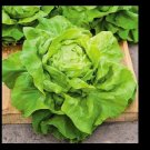 Buttercrunch Leaf LETTUCE 2000 Butterhead tender Fall Iron Bulk SEEDS