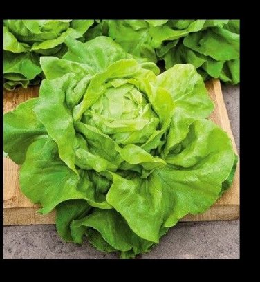 Buttercrunch Leaf LETTUCE 2000 Butterhead tender Fall Iron Bulk SEEDS