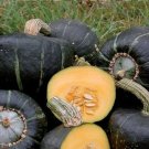 Buttercup Burgess Winter Squash 10 Treated 3-4 lbs! Sweet Flesh SEEDS