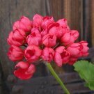 10 Red Pandora Zonal Geranium Tulip-shaped Pelargonium Flowers SEEDS