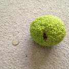 Osage Orange 10 Hedge Apple Tree maclura pomifera monkey balls SEEDS
