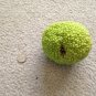 Osage Orange 10 Hedge Apple Tree maclura pomifera monkey balls SEEDS