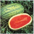 15 JUBILEE Watermelon Red good shipper vegetable Big 30 pounds SEEDS