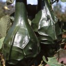 Caveman's Club Gourd 10 beautiful unique Arts & Crafts Maranka SEEDS