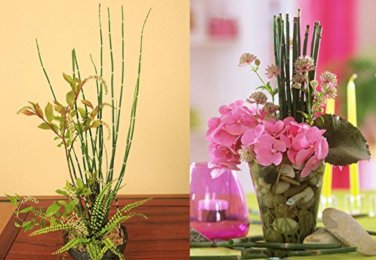 50 bamboo rare mini black moso bamboo pack Bambusa Lako tree  SEEDS