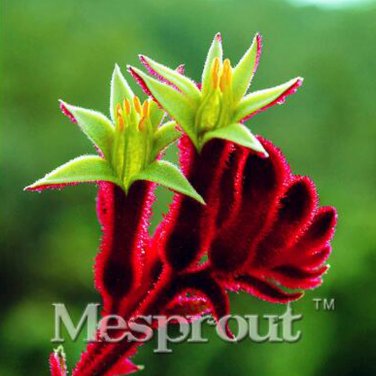 Kangaroo Paw Rare Flowers 20 Annual Home Flowers B SEEDS