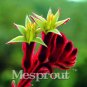 Kangaroo Paw Rare Flowers 20 Annual Home Flowers B SEEDS