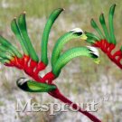Kangaroo Paw Rare Flowers 20 Annual Home Flowers C SEEDS