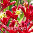 Kangaroo Paw Rare Flowers 20 Annual Home Flowers D SEEDS