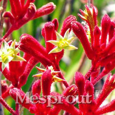 Kangaroo Paw Rare Flowers 20 Annual Home Flowers D SEEDS