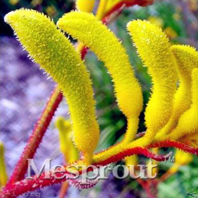 Kangaroo Paw Rare Flowers 20 Annual Home Flowers E SEEDS