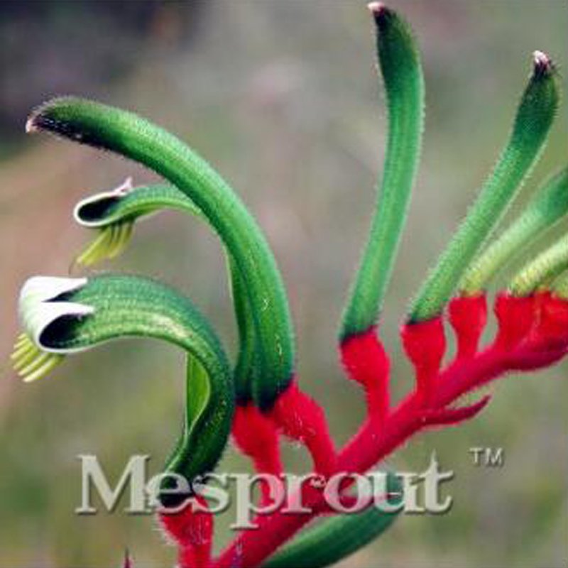 Kangaroo Paw Rare Flowers 20 Annual Home Flowers G SEEDS