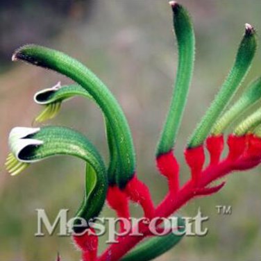 Kangaroo Paw Rare Flowers 20 Annual Home Flowers G SEEDS
