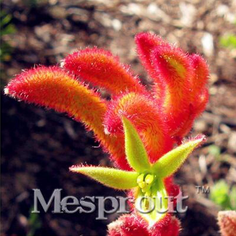 Kangaroo Paw Rare Flowers 20 Annual Home Flowers I SEEDS