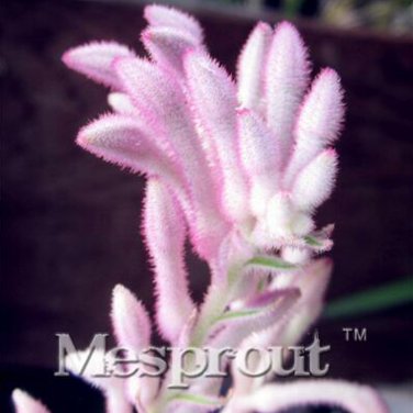 Kangaroo Paw Rare Flowers 20 Annual Home Flowers J SEEDS