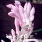 Kangaroo Paw Rare Flowers 20 Annual Home Flowers J SEEDS