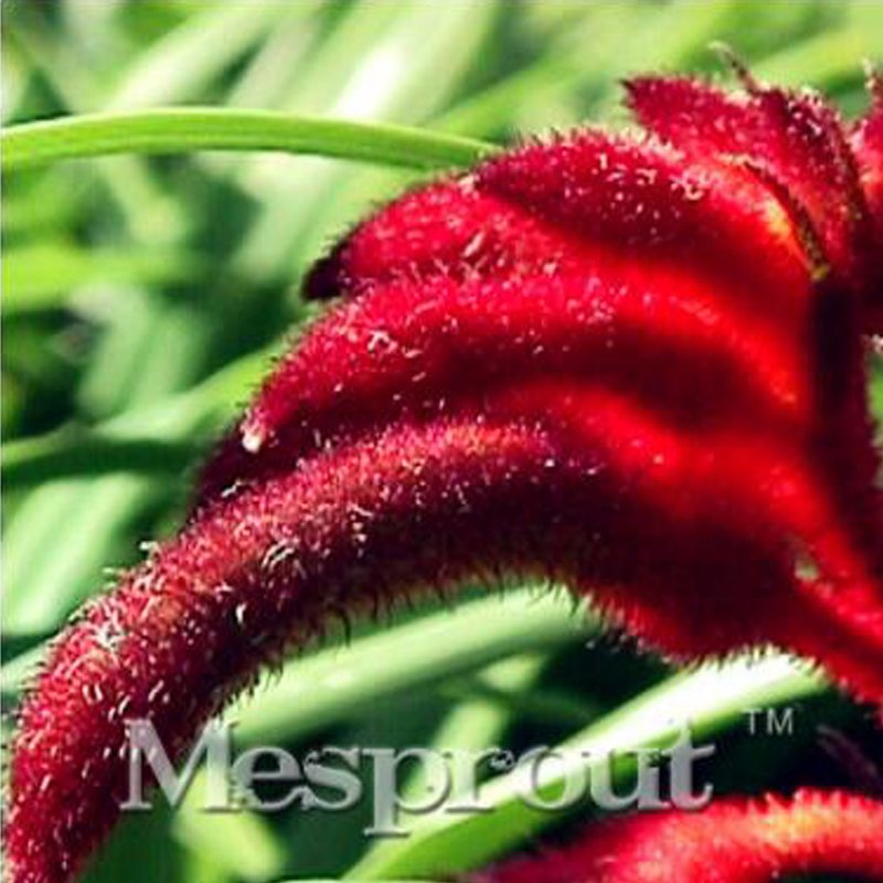 Kangaroo Paw Rare Flowers 20 Annual Home Flowers K SEEDS