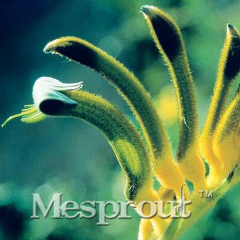 Kangaroo Paw Rare Flowers 20 Annual Home Flowers L SEEDS