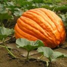 10 Big Max Giant Pumpkin Huge prizewinners weigh 100+ pounds! SEEDS