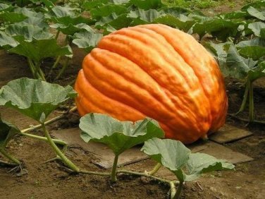 10 Big Max Giant Pumpkin Huge prizewinners weigh 100+ pounds! SEEDS