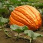 10 Big Max Giant Pumpkin Huge prizewinners weigh 100+ pounds! SEEDS
