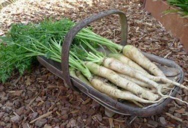 Lunar White Carrots 600 Coreless RARE Bulk Tastiest Wholesale SEEDS
