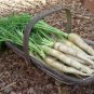 Lunar White Carrots 600 Coreless RARE Bulk Tastiest Wholesale SEEDS
