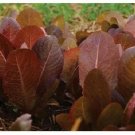 Cimmaron Deep red Romaine Lettuce 1000 Bulk Crisp Rare Color! SEEDS