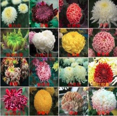 Genuine Flower chrysanthemum four seasons  - 200 mix  SEEDS