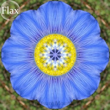 100 Giant Dark Blue & Light Blue Flax Linum Usitatissimum T2 SEEDS