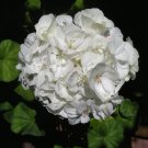 10 White Zonal Pelargonium White Terry Semidouble Geranium  SEEDS