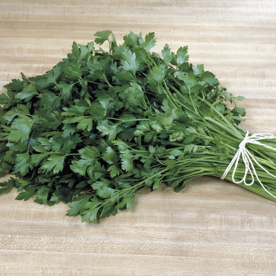 Italian Plain Leaf PARSLEY 300 fragrant healthy herb flavor SEEDS
