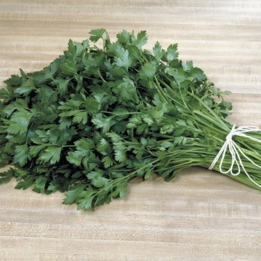 Italian Plain Leaf PARSLEY 300 fragrant healthy herb flavor SEEDS