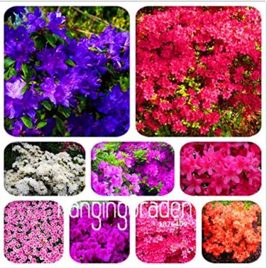 100 mix Japanese azalea (Rhododendron lateritium Planch) SEEDS