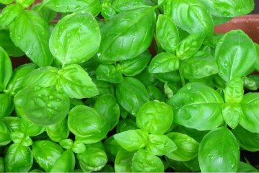 Sweet Basil Herb select 500 Fresh Great Aroma Dried  SEEDS