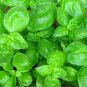 Sweet Basil Herb select 500 Fresh Great Aroma Dried  SEEDS