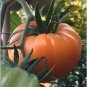 Kellogg's Breakfast Tomato 25 Unique Bulk Very Productive! SEEDS