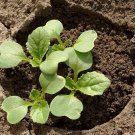 Michihili Chinese Cabbage Pak Choi 1000 Bok Greens Healthy SEEDS
